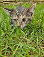 Mooie lieve schildpad kitten te koop, Kater, Ontwormd, 0 tot 2 jaar