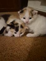 Kitten, Dieren en Toebehoren, Katten en Kittens | Overige Katten