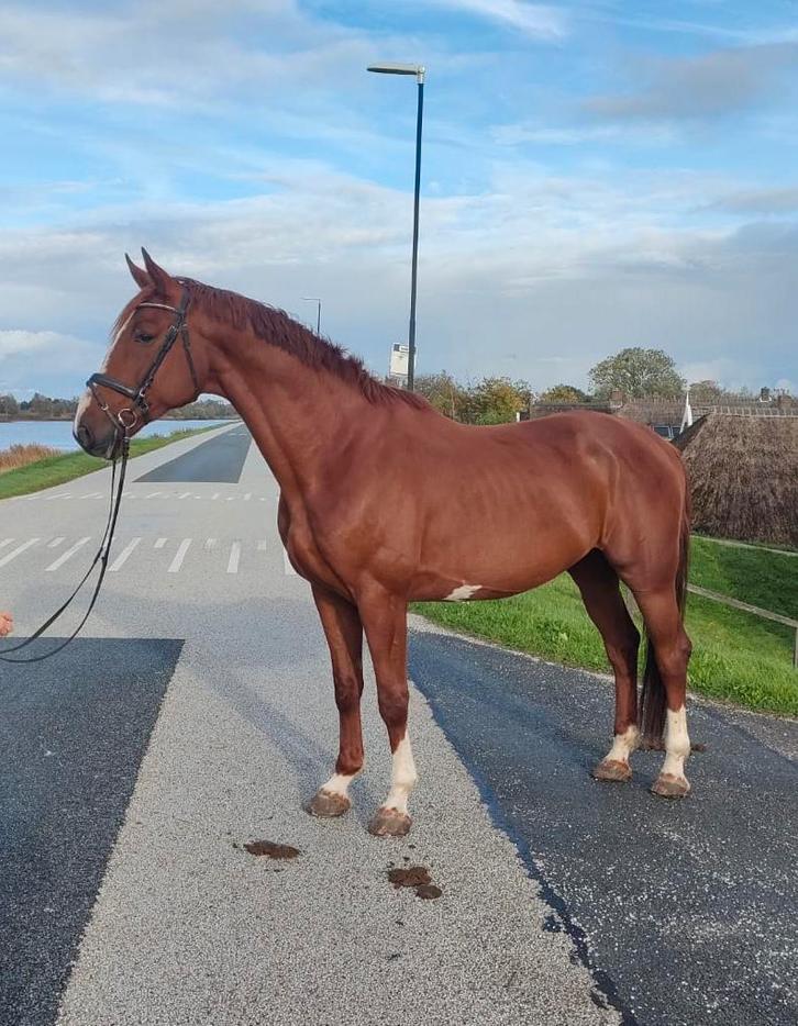 Veelbelovende 5-jarige Imposantos ruin, Dieren en Toebehoren, Paarden, Ruin, M, 170 tot 175 cm, 3 tot 6 jaar, Dressuurpaard, Met stamboom