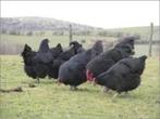 Australorp kippen., Dieren en Toebehoren, Pluimvee, Vrouwelijk, Kip