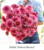 Dahlia knollen Salmon Runner, €3,50 per stuk., Ophalen of Verzenden