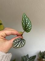 Begonia argenteo guttata, 2x kopstek, Ophalen of Verzenden, Halfschaduw, Minder dan 100 cm