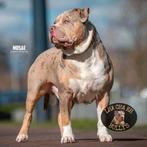 Merle tri American Bully xl Dekreu, Dieren en Toebehoren, Honden | Bulldogs, Pinschers en Molossers, Particulier, Rabiës (hondsdolheid)
