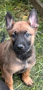 Prachtige mechelse herders pups, Dieren en Toebehoren, Rabiës (hondsdolheid), 8 tot 15 weken, Meerdere, Meerdere dieren