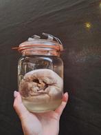 Te koop: Wild zwijn (Evert zwijn) hart op sterk water, Ophalen of Verzenden, Nieuw, Overige soorten, Overige typen