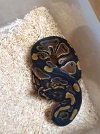 Koningspython python regius, Dieren en Toebehoren, Reptielen en Amfibieën, Slang, 0 tot 2 jaar