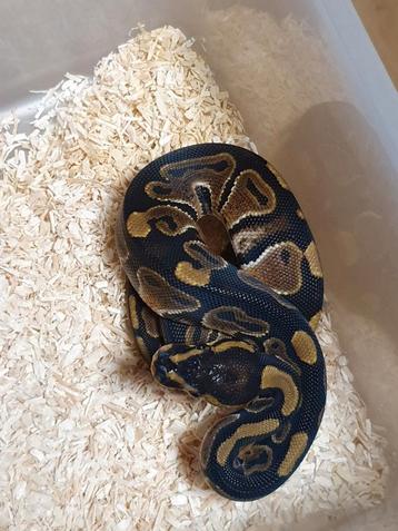 Koningspython python regius  beschikbaar voor biedingen