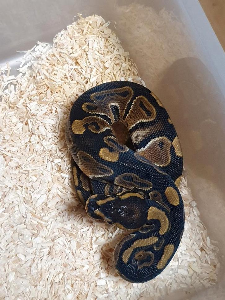 Koningspython python regius, Dieren en Toebehoren, Reptielen en Amfibieën, Slang, 0 tot 2 jaar