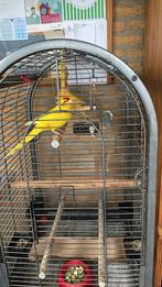 2 kakarikies mannetjes, Mannelijk, Parkiet