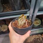 Anthurium Papillilaminum x chonk stek, Ophalen of Verzenden, Overige soorten, Volle zon