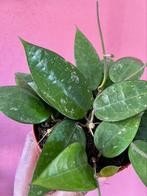 Hoya Verticillata, Verzenden, Overige soorten, Minder dan 100 cm
