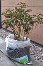 Pioenroos / Paeonia plant, Tuin en Terras, Ophalen, Overige soorten