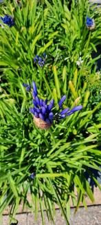 Agapanthus africanus, Volle zon, Vaste plant, Zomer, Ophalen