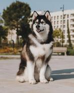 Koko zoekt een thuis, 6 jaar of ouder, Particulier, Buitenland, Teef