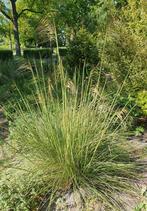 Stipa gigantea, Tuin en Terras, Planten | Tuinplanten, Ophalen, Zomer, Overige soorten, Volle zon