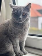 Britse korthaar poesje te koop, Dieren en Toebehoren, Katten en Kittens | Dekkaters, 0 tot 2 jaar