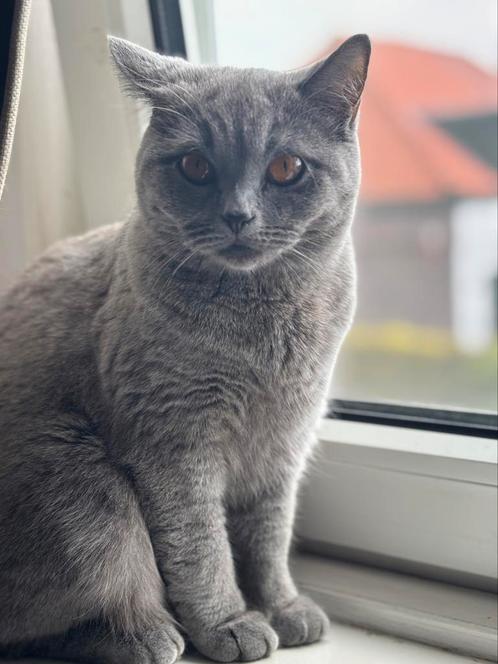 Britse korthaar poesje te koop, Dieren en Toebehoren, Katten en Kittens | Dekkaters, 0 tot 2 jaar