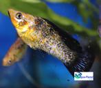 Molly "Mix", Dieren en Toebehoren, Vissen | Aquariumvissen, Vis, Zoetwatervis