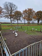 Muskus eenden, Dieren en Toebehoren, Pluimvee, Meerdere dieren, Eend