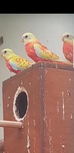 Te koop 8 jongen opeline turquoise s 2025, Dieren en Toebehoren, Meerdere dieren, Parkiet, Geringd