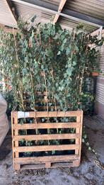 Hedera, klimop, Tuin en Terras, Ophalen, Overige soorten, 100 tot 250 cm