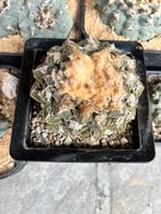 Ariocarpus fissuratus, Ophalen of Verzenden