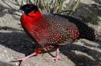 Cabots-en Satyrtragopaan, Dieren en Toebehoren, Vogels | Overige Vogels, Meerdere dieren, Tropenvogel, Geringd