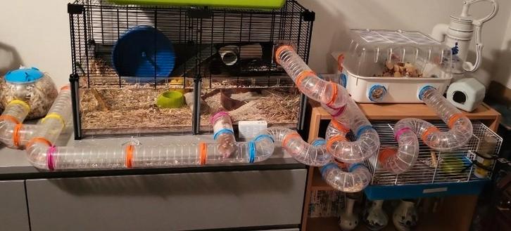Compleet startpakket Hamster, Dieren en Toebehoren, Knaagdieren en Konijnen | Hokken en Kooien, Zo goed als nieuw, Kooi, Minder dan 60 cm