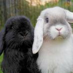 koppeltje hangoorkonijntjes te koop, Dieren en Toebehoren, Konijnen, Meerdere dieren, Dwerg, Hangoor, 0 tot 2 jaar