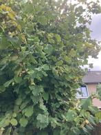 Hazelnoot-struik, Ophalen, Halfschaduw, Overige soorten, Lente