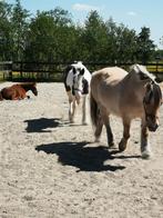 paardenrusthuis met individuele stalling, Dieren en Toebehoren, Stalling en Weidegang, Weidegang
