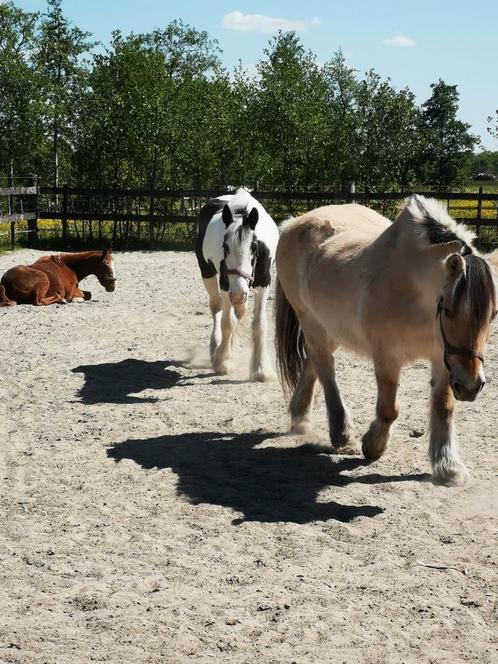 paardenrusthuis met individuele stalling, Dieren en Toebehoren, Stalling en Weidegang, Stalling, Weidegang