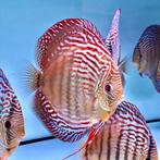 San Merah x Curilenquer 8 cm - Discus - Koidream Valburg, Dieren en Toebehoren, Vissen | Aquariumvissen, Zoetwatervis, Vis