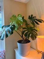 Grote monstera plant, inclusief pot, Ophalen, Halfschaduw, Minder dan 100 cm