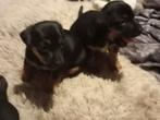 Jack Russel Black and Tan pups, Parvo, Jack Russell Terriër, 8 tot 15 weken, Meerdere