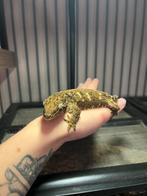 leachianus pure moro, incl. terrarium, Dieren en Toebehoren, Hagedis, Tam, 0 tot 2 jaar
