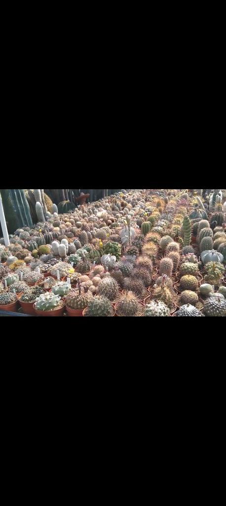 Kas ruimte gezocht, Tuin en Terras, Kassen, Nieuw, Glas, Ophalen of Verzenden