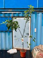 Appelboom 200cm, Ophalen, Minder dan 100 cm, Appelboom, Lente