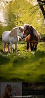 Loopstal/ vrije buiten stal 24/7, Dieren en Toebehoren, Stalling en Weidegang, Weidegang, 4 paarden of pony's of meer