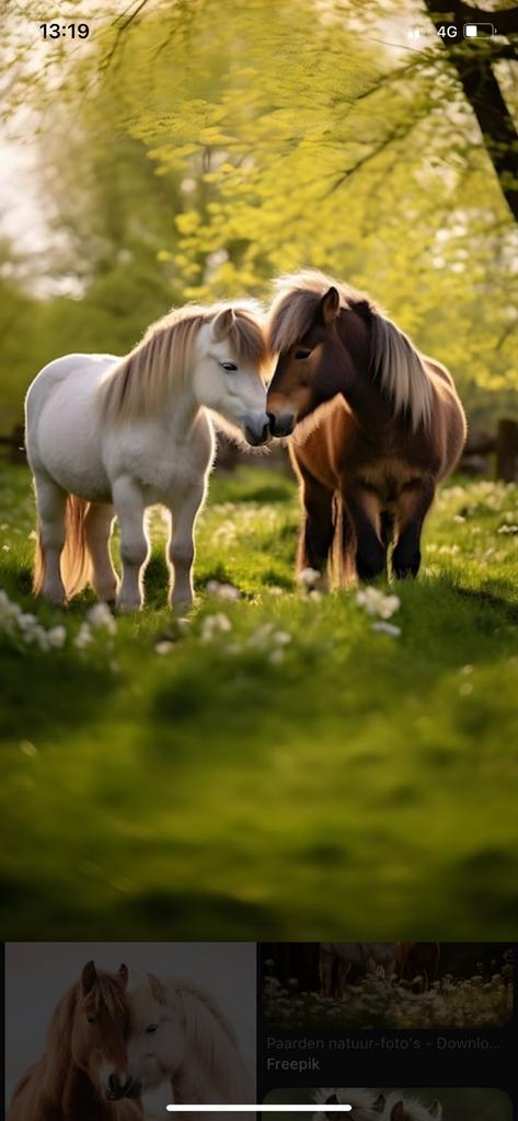 Loopstal/ vrije buiten stal 24/7, Dieren en Toebehoren, Stalling en Weidegang, Stalling, Weidegang, 4 paarden of pony's of meer