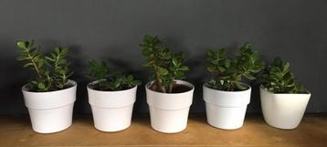 Witte vintage bloempotten bio kamerplanten Crassula Ovata beschikbaar voor biedingen