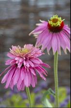 Zonnehoed ‘Echinacea’ “Paradiso Super Duper” dubbeldekker, Tuin en Terras, Planten | Tuinplanten, Ophalen, Zomer, Overige soorten