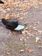 Dubbelgezoomde Barneveldse Haan, Dieren en Toebehoren, Pluimvee, Mannelijk, Kip