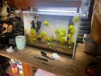 45 liter, Dieren en Toebehoren, Vissen | Aquaria en Toebehoren, Ophalen, Gebruikt, Gevuld zoetwateraquarium