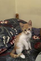 Kitten ter adoptie gesteld, Dieren en Toebehoren, Katten en Kittens | Overige Katten, Kater