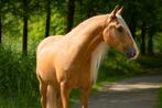 Barbie-lookalike E-pony | M1 dressuur | Super braaf, Dieren en Toebehoren, Pony's, Ruin, M, 7 tot 10 jaar, Gechipt