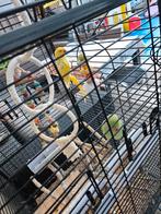 2 halsbandparkieten groen en geel, Meerdere dieren, Parkiet