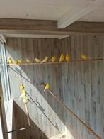 Poppen en mannen 7 stuks, Dieren en Toebehoren, Vogels | Kanaries, Meerdere dieren