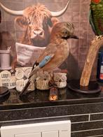 taxidermie opgezette Vlaamse gaai, Ophalen of Verzenden, Zo goed als nieuw, Vogel, Opgezet dier
