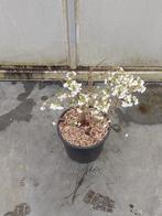 prunus incisa kojou-no-mai, Vaste plant, Halfschaduw, Lente, Ophalen